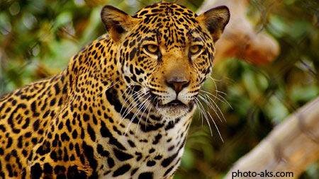 جگوار jaguar hd wallpaper