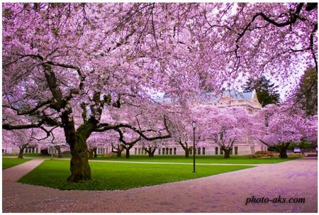 شکوفه درخت گیلاس ژاپنی cherry blossom