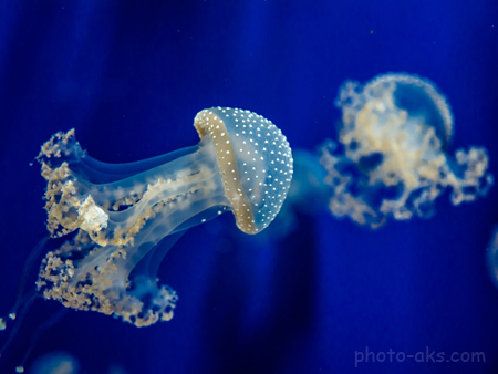 عروس دریایی کوچک و زیبا jellyfish underwatter sea