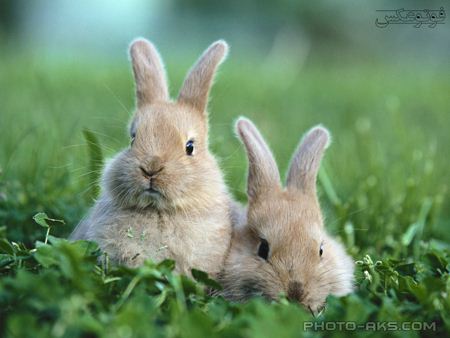 خرگوش های خاکستری kharghoosh