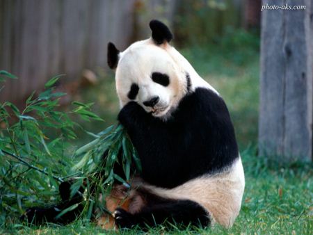 خرس پاندا aks khers panda