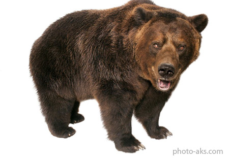 خرس گریزلی grizzly bear
