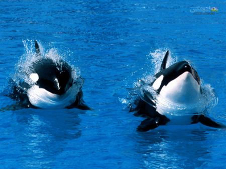 نهنگ های قاتل تربیت شده killer whale