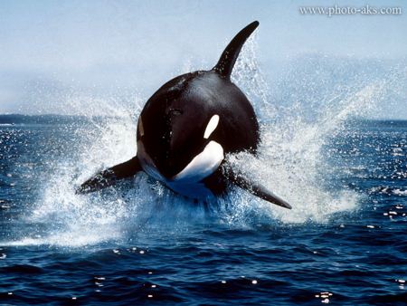 نهنگ قاتل killer whale