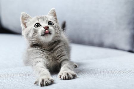 عکس گربه خاکستری شیطون kitten cute gray