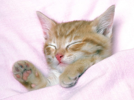 عکس بچه گربه در خواب ناز زیر پتو kitten sleeping baby