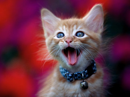 عکس بچه گربه بامزه در حال خمیازه kitten cry baby face