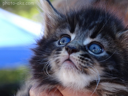 عکس بچه گربه سیاه kitten face cute