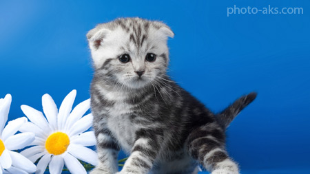 والپیپر بچه گربه و گل سفید kitten flower in blue