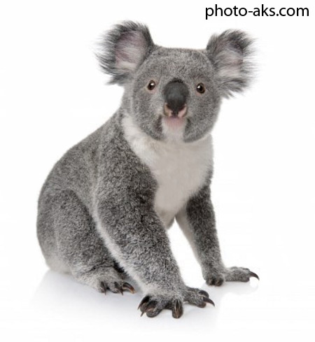 خرس کوالا koala bear