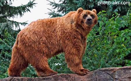 خرس کودیاک kodiak bear