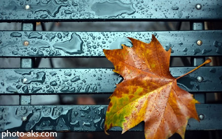 برگ پاییزی روی نیمکت بارانی leaf fall bench rain