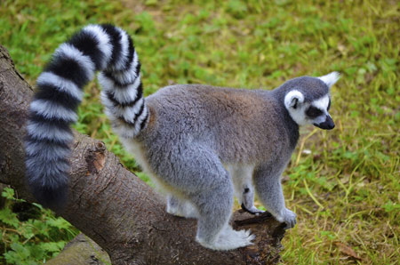 عکس میمون لمور lemur tail monkey