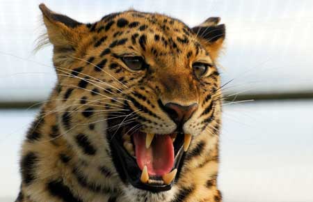 عکس نعره پلنگ گربه وحشی leopard predator big cat