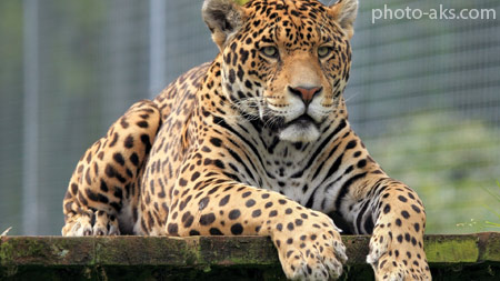 عکس پلنگ در باغ وحش leapard big cat image