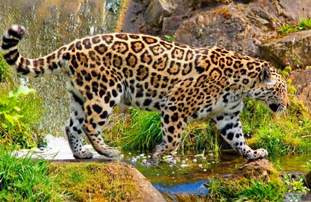 عکس پلنگ در طبیعت زیبا leopard in nature