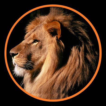 عکس پروفایل شیر lion profile
