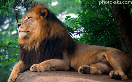عکس شیر سلطان باغ وحش lion king of zoo