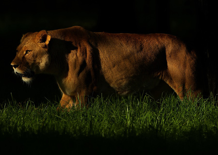 عکس کمین شیر ماده در تاریکی شب lion hunting in dark