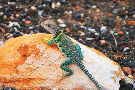 عکس مارمولک جکو روی سنگ lizard gecko stones