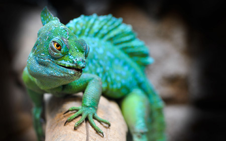 عکس با کیفیت آفتاب پرست سبز lizard reptile green