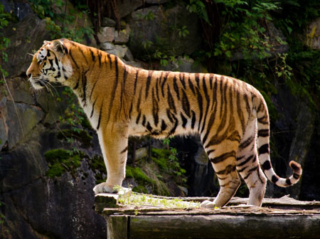 عکس زیبا ببر تنها در حیات وحش lonely tiger picture