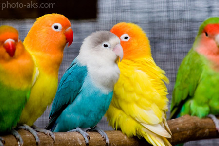 زیباترین پرندگان خانگی love birds beautiful