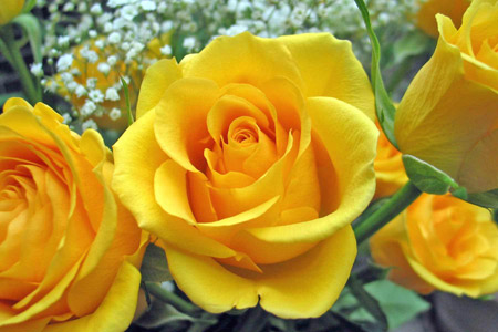 عکس گلبرگهای گل رز زرد lovely yellow rose