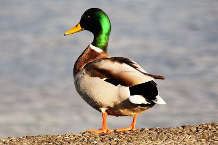 عکس اردک مالارد mallard duck bird