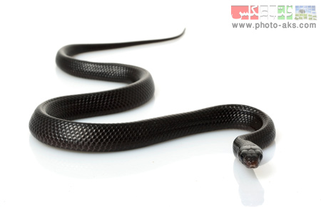 مار سیاه در حال خزیدن black snake