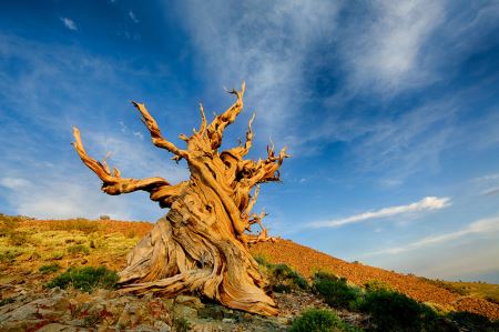 قدیمی ترین درخت دنیا methuselah tree