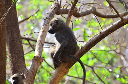 عکس میمون روی شاخه درخت monkey branch sitting