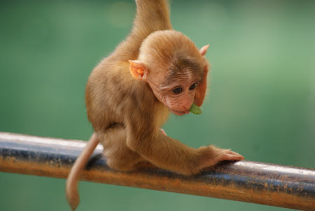 عکس بچه میمون شیطون بانمک monkey funny little
