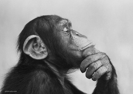 عکس میمون در حال فکر کردن monkey think