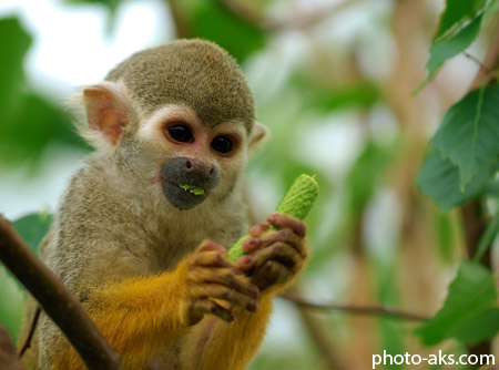 میمون در حال غذا خوردن monkey eating