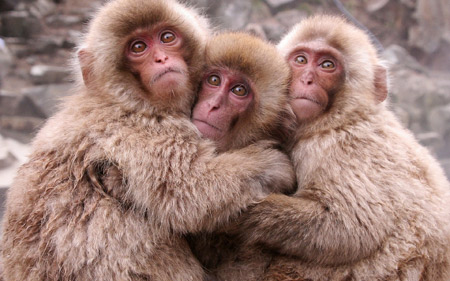 عکس میمون های بامزه monkeys warm kids