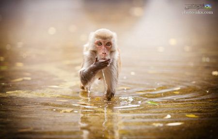 عکس میمون بامزه داخل آب monky in watter