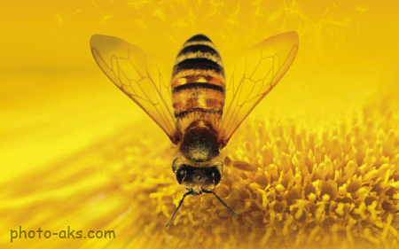 عکس زنبور عسل روی گل honey bee on flower