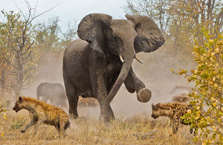 عکس درگیری فیل با کفتارها nabard fil ba kaftar