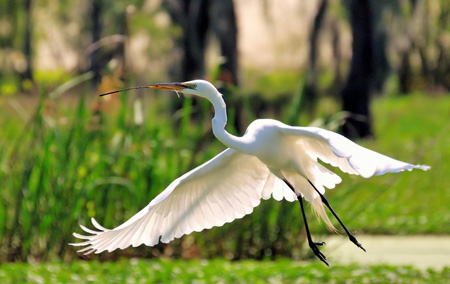 عکس پرواز پرنده حواصیل سفید nature flying herons bird