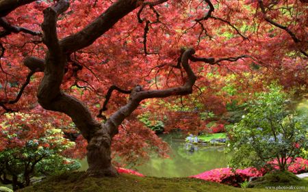 درخت زیبا با برگ های قرمز nature tree