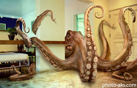 عکس اختاپوس غول پیکر octopus in kitchen