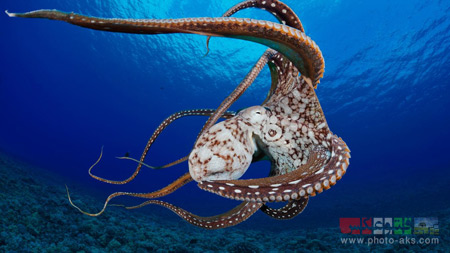 بزرگترین اختاپوس جهان bigest octopus