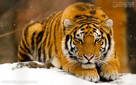 پوستر ببر با پوست نارنجی poster orange tiger