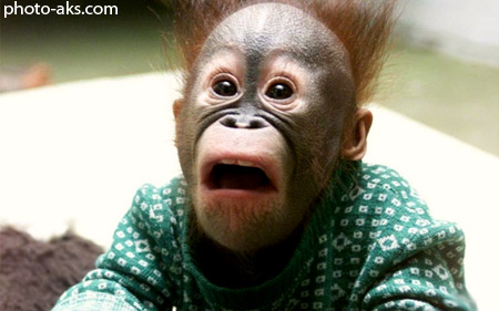 نوزاد اورانگوتان بامزه orangutan funny babbies