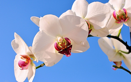 گل ارکیده سفید با زمینه آبی white orchid flower