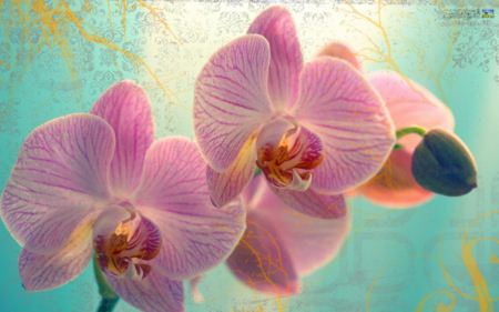 گل ارکیده orchid