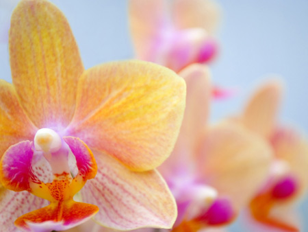عکس بسیار زیبا از گل ارکیده aks goleh orkideh