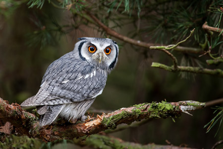 عکس پرنده جغد زیبا owl animal bird