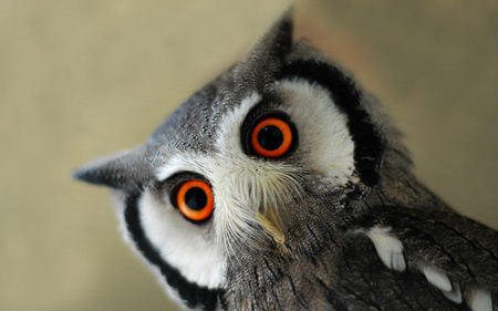 عکس نگاه جالب پرنده جغد owl birds look wallpaper